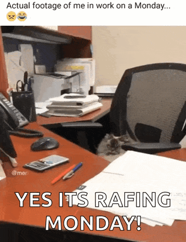 Cat Actual Footage Of Me At Work On Monday GIF - Cat Actual Footage Of Me At Work On Monday Grumpy GIFs