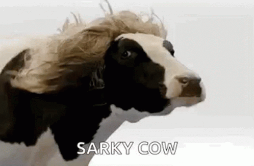 Cow Wig GIF - Cow Wig Sarky Cow GIFs