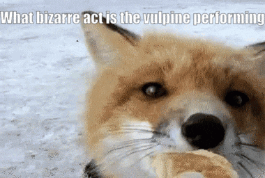 a close up of a fox eating a donut with a caption that says what bizarre act is the vulpine performing