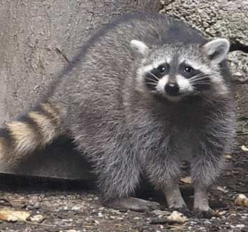 a raccoon is standing on the ground looking at the camera