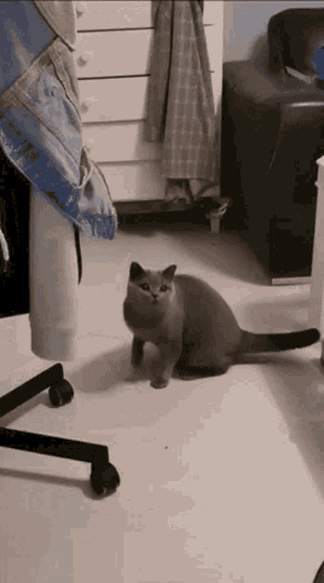 Cat Derp GIF - Cat Derp Derp Cat GIFs