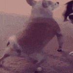 a dog wearing a sweater is standing on its hind legs on the ground .