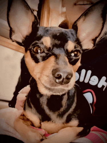 a woman is holding a small brown and black dog with a hello shirt on