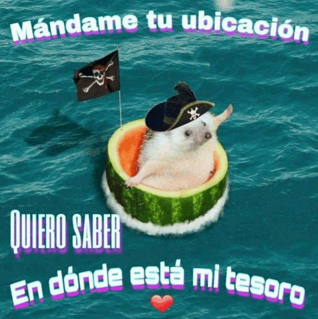 a hedgehog wearing a pirate hat is floating in a watermelon slice