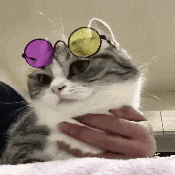 a cat wearing sunglasses is being held in a person 's hand .