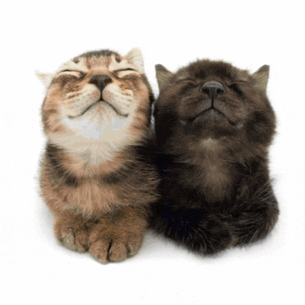 two cats are laying next to each other with their eyes closed and smiling