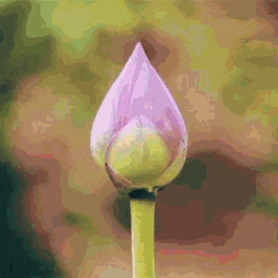 a close up of a purple flower bud with a green stem