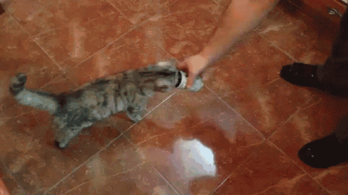 Olives Makes Cat Crazy  GIF - Cat Wiggle Olives GIFs