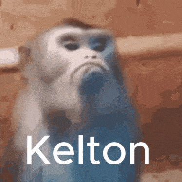 Kelton GIF - Kelton GIFs