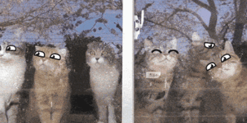 Neko Cats GIF - Neko Cats Love GIFs
