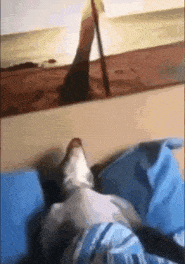 a cat is laying on a bed with a picture of a beach in the background
