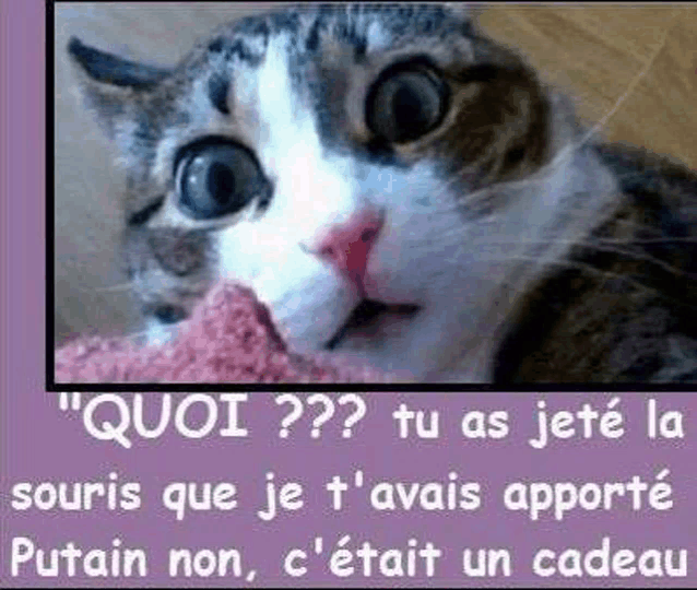 a cat is eating a pink towel with a caption in a foreign language .