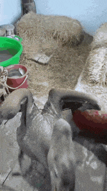 a bird is standing next to a bucket of water in a room