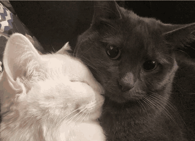 a gray cat and a white cat are laying next to each other