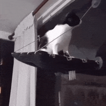 a black and white cat is sitting on a window hammock with the letter g on it