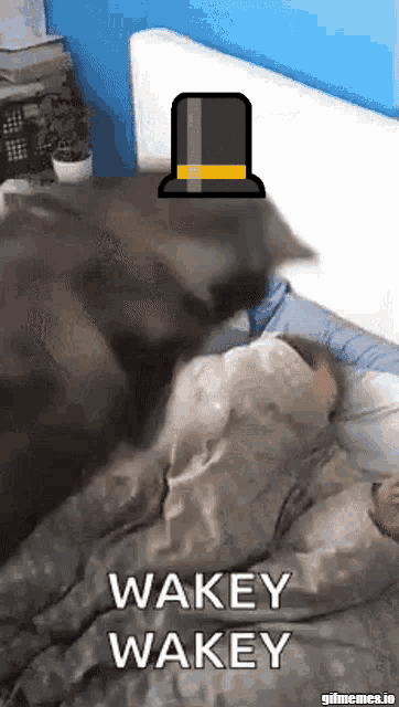 a cat wearing a top hat is laying on a person 's head