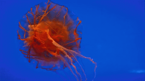 a jellyfish with long tentacles is swimming in a blue water