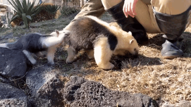 a person is kneeling down next to two small animals on the ground
