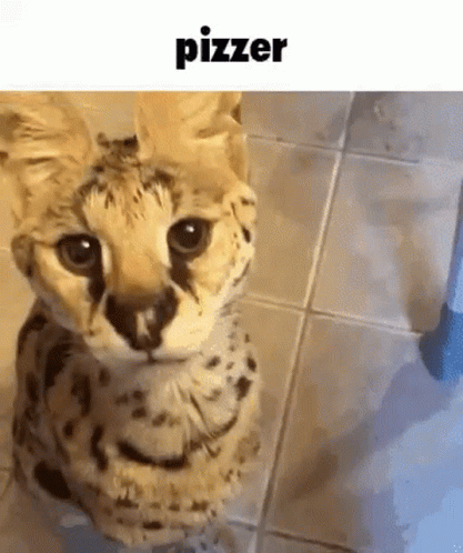 Pizzer Cat Tiger GIF - Pizzer Cat Tiger GIFs