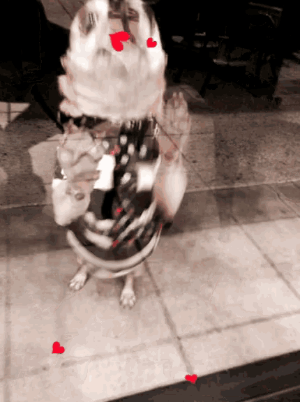 a dog with red hearts on its face is standing on a tiled floor