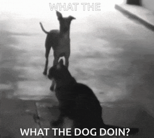 Dance Dog Dance GIF - Dance Dog Dance What The Dog Doin GIFs