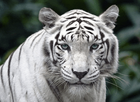 a close up of a white tiger with blue eyes looking at the camera