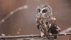 Beautiful Owl Owl GIF - Beautiful Owl Owl Beautiful GIFs
