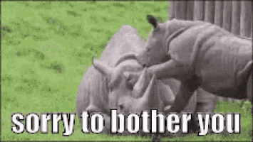 a couple of rhinos standing next to each other in a field with the words `` sorry to bother you '' above them .