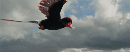 a bird with red feathers is flying in the sky