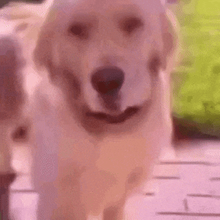 a close up of a dog walking on a deck .
