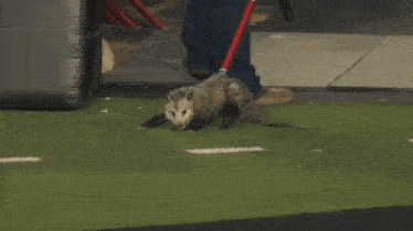 Opossum Drag GIF - Opossum Drag Push GIFs
