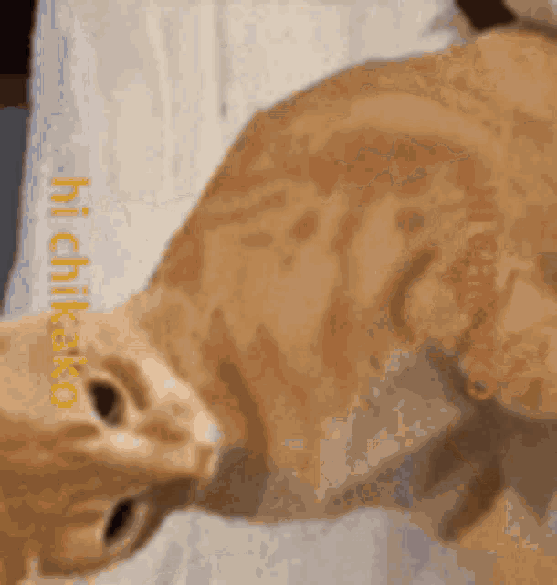 a cat is laying on a bed with the words hi chikako written on it