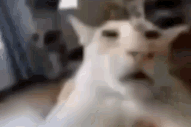 a blurry picture of a cat sitting on a bed .