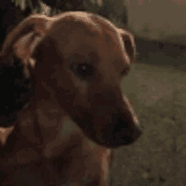 a brown dog is looking at the camera with a blurry background .