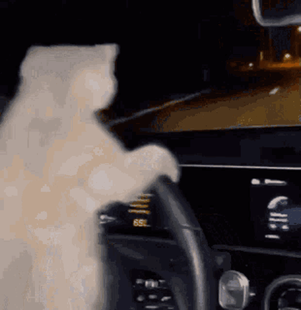 Driving Cat GIF - Driving Cat GIFs