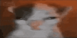 a close up of a cat 's face with a red background and a blurred background .