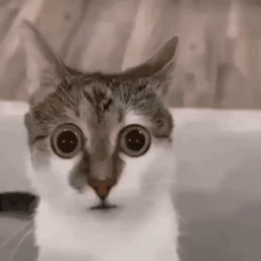 a close up of a cat 's face with big eyes .