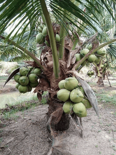 a bunch of green coconuts are growing on a tree