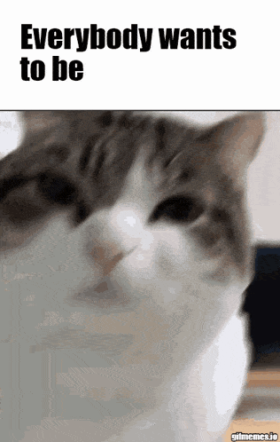 a cat with the words everybody wants to be written above it