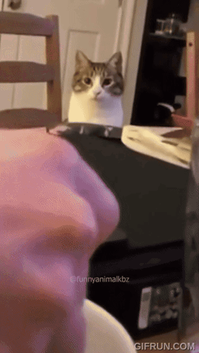 Cat Zoom GIF - Cat Zoom Close Up GIFs