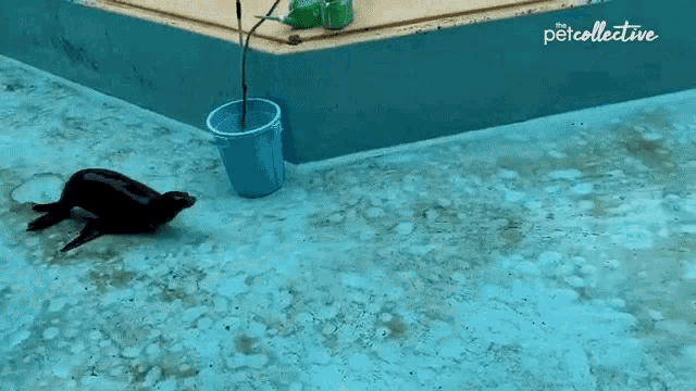 Sliding The Pet Collective GIF