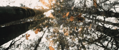 Fall Season GIF - Fall Season Trees GIFs
