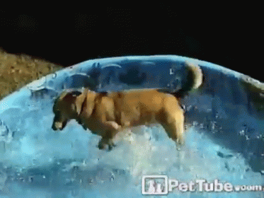 Doggie Paddle GIF - Dogs Water Summer GIFs