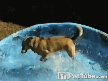 a dog is jumping into a pool of water with the pettube.com logo in the corner