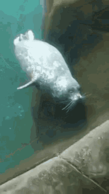 Blind Date Seal GIF - Blind Date Seal Funny Animals GIFs