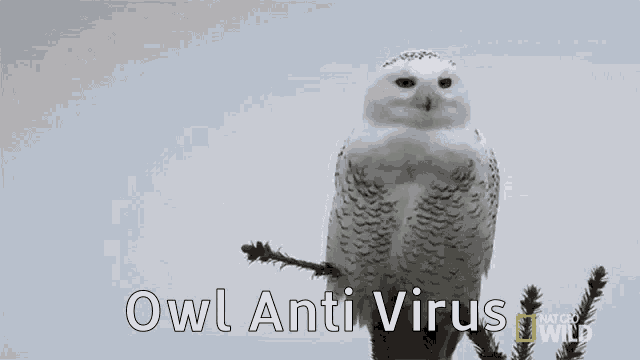 Owl Anti Virus GIF - Owl Anti Virus GIFs