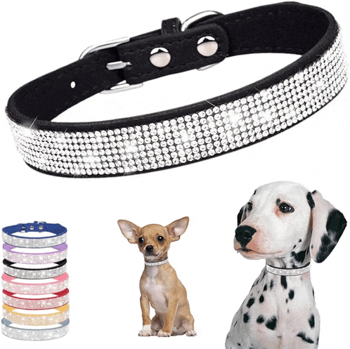 a dalmatian wearing a black collar with rhinestones