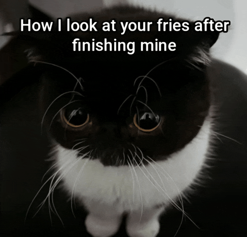 a black and white cat with the words how i look at your fries after finishing mine above it