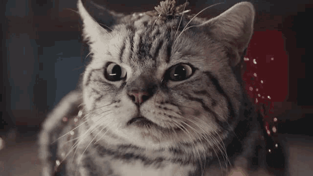 a close up of a cat with a plant in its hair