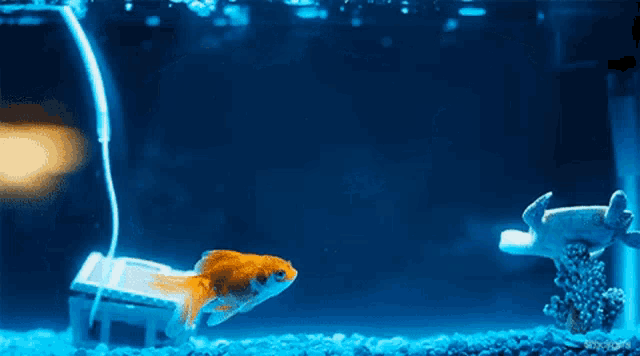 a goldfish is swimming in a tank with the hashtag @hcsgifs